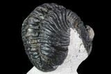 Bargain, Enrolled Pedinopariops Trilobite - Mrakib, Morocco #110663-5